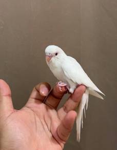 burung bird baji budgie