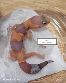 Fattail Gecko 