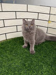 Kucing BLH