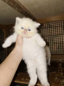bsh