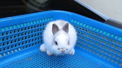 netherland dwarf