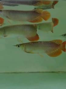 Chili red arowana 6 inch -wholesale price
