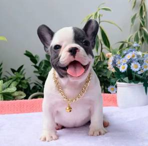 FRENCH BULLDOG PUPPIES VIP182🌻Cute & Healthy Girl