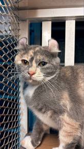 Female american curl 7months