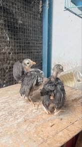 ayam serama