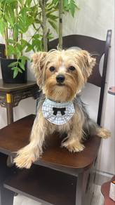 10mths old male Yorkshire Terrier Puppy M-1