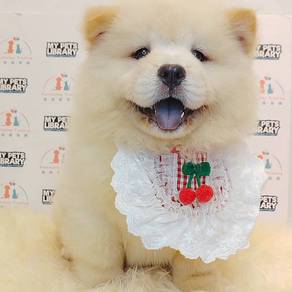 Chow Chow