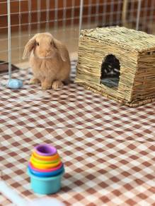 Cutest Holland Lop Rabbit