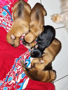 Yorkshire Terrier