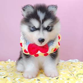 Husky