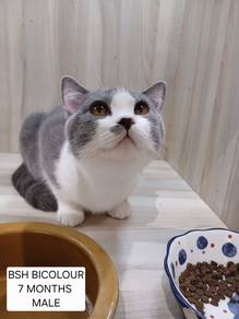British ShortHair Bicolour 