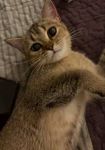 BSH Golden