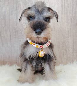 Schnauzer