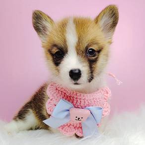 Welsh Corgi