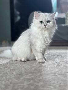 British Long Hair (certified)