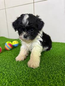 Shihpoo puppies