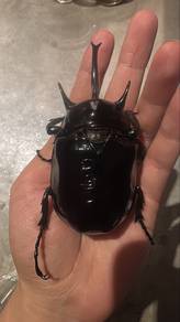 Megasoma Mars Beetle