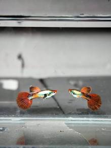ikan guppy 