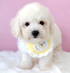 Maltipoo