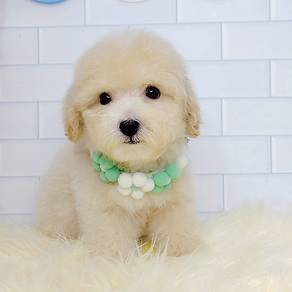 Poodle