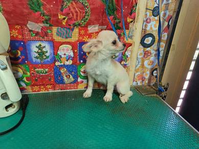 Tiny Chihuahua long coat puppy