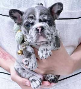 FRENCH BULLDOG PUPPIES FB250🌻Cute Puppy Available