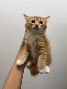 Cute Oyen