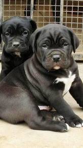 CC9444 Cane Corso MKA registered puppies
