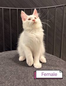 Purebred Maine Coon Female 