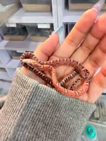 Hypo Anery Scaleless
