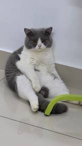 British shorthair and Scottish 