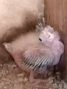 Anak Suap Burung Cockatiel