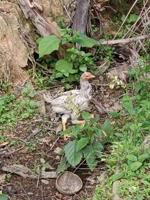 Ayam Kampung 
