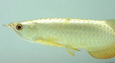 arowana golden crossback 7 inch -wholesale price