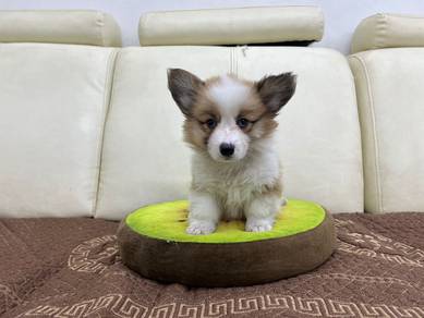 Long-hair Corgi