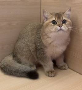 Bsh