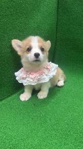 Pure Breed Corgi Puppy (Female1) 纯种柯基宝宝 女生1号