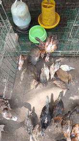 Anak Ayam Kg Asli