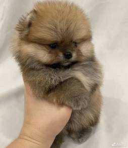 Peppy Pomeranian Fluffy Ball Puppy Puppy