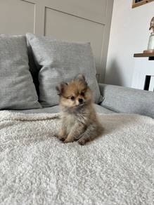 Snugglebug Pomeranian cute face puppy Baby Dog