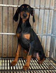 Doberman F