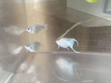 Molly Fish