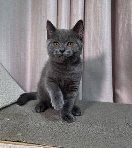 British Shorthair Male Kitten Round Face