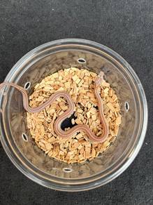 lavender tessera corn snake ular rare