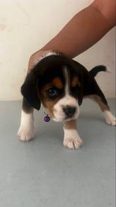 Beagle