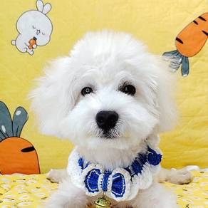 Maltipoo