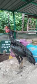 ayam