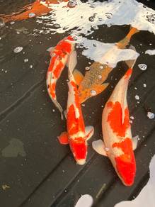 Japanese Koi MURAH!