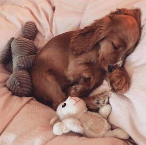 Ear-flopper English Cocker Spaniel Sweet Face Pupp