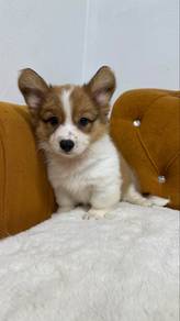 Long-hair Corgi